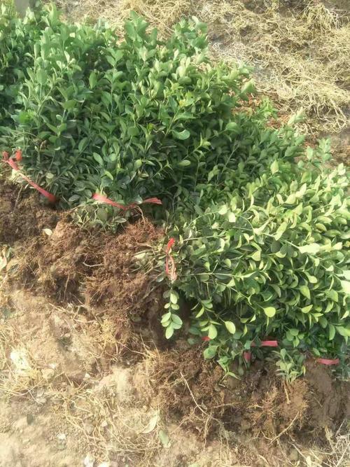 大葉黃楊價(jià)格山東大葉黃楊種植基地宿根花卉草花苗木批發(fā)