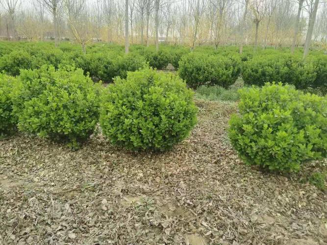 山東高接膠東衛矛球種植基地 - 冠縣賈鎮二喬苗木銷售中心