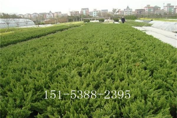 主頁 養(yǎng)殖種植 > 詳情方山營養(yǎng)杯側(cè)柏品種(煜爍苗木)自成立以來承蒙
