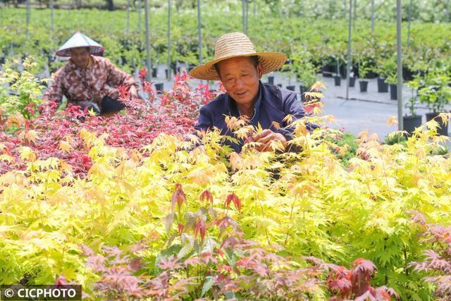 村民種植發展繡球花,楓樹,鐵線蓮,杜鵑花,紅葉南天竺等各類特色苗木