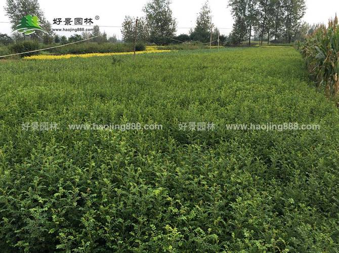 【好苗木 造好景】好景園林專注于綠化苗木種植與銷售10余年,是當地**