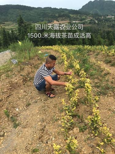 雅安市名山區超眾苗木種植農民專業合作社 已實名備案