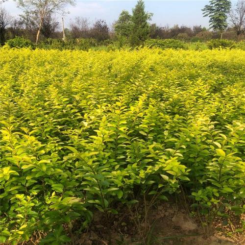 金葉女貞樹苗種植基地金葉女貞樹苗價格產地貨源華美苗木