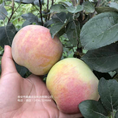 新聞 1公分華碩蘋(píng)果樹(shù)苗 發(fā)展前景快