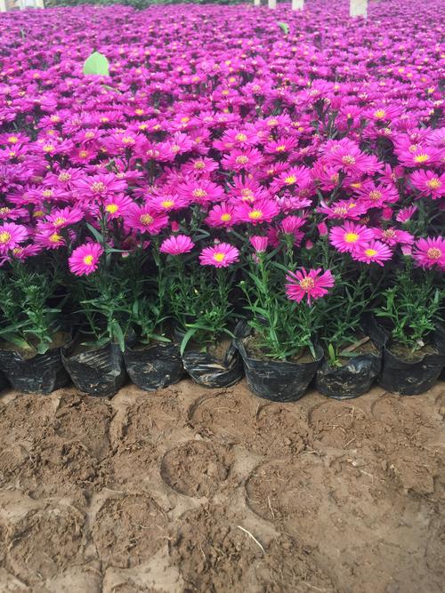 青州市恒景花卉苗木專業(yè)合作社-荷蘭菊自產(chǎn)自銷 荷蘭菊種植基地