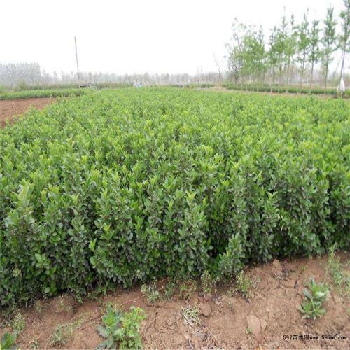 大葉扶芳藤的種植方法|喬灌木|綠化苗木|苗木銷售信息|597苗木網(wǎng)
