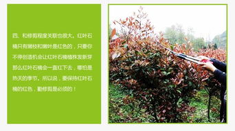 紅葉石楠 生泰源優(yōu)質(zhì)品種 紅葉石楠樹