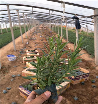 昆明馬鞭草幼苗種植基地