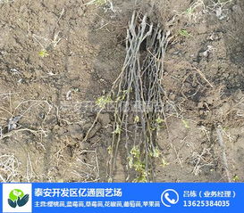 梨樹苗基地 梨樹苗 泰安億通園藝