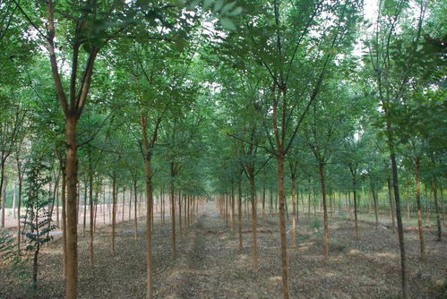 速生國槐 山東速生國槐 速生國槐特價(jià)苗 兗州魯國綠速生國槐種植專業(yè)合作社 13583732769