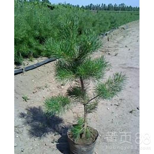 【通遼營養杯荒山造林苗木種苗銷售】- 