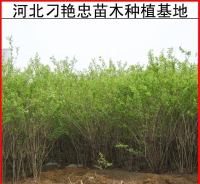 【e47銷售金銀木樹苗 金銀木價格 河北金銀木園藝花卉種植基地】 -