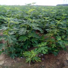 【大慶市綠寶石藍莓苗啥時種植藍莓苗價格銷售價格圖片】大慶市綠寶石藍莓苗啥時種植藍莓苗價格銷售價格 - 泰安高新區旺運苗木中心