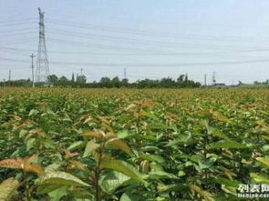 圖 四川大櫻桃苗批發提供大櫻桃樹苗種植技術 成都產品供應加工