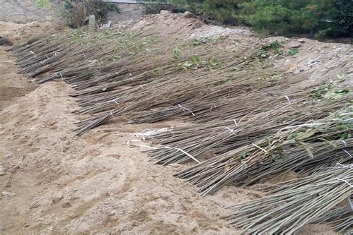 【板粟苗哪里有賣廣西板粟苗基地報價】-