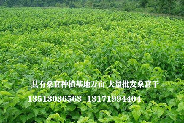 玉林桑椹苗批發技術咨詢