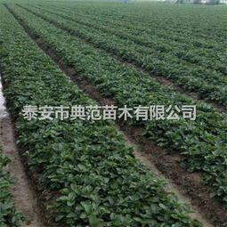 【土德拉草莓苗多少錢一棵山東土德拉草莓苗基地批發】-
