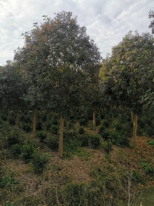 恭喜東臺市潤涵苗圃入駐苗木通 江蘇闕衛兵 女貞欒樹枇杷專供