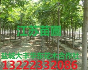 達州市通川區大豐苗木種植專業合作社 熱賣促銷