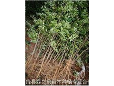 絳縣森之泉苗木種植專業合作社產品展示
