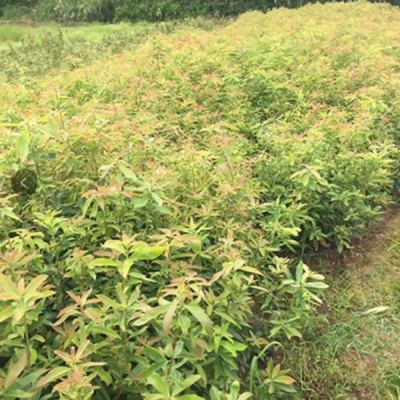園林叢生木荷 10公分木荷小苗價格 苗圃種植銷售木荷 先淼苗木