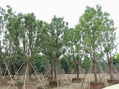 益陽苗木基地1