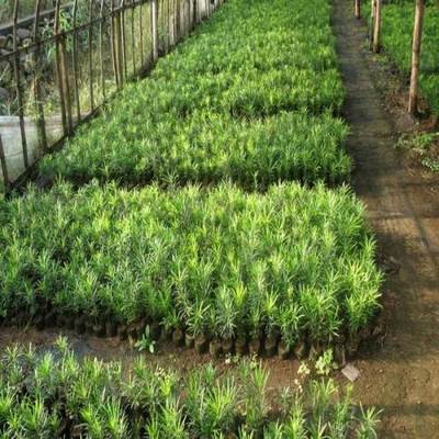 瀏陽市鴻誠苗木種植專業合作社