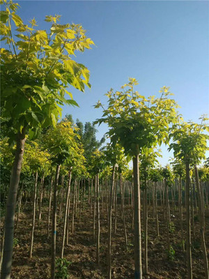 寧夏復葉槭銷售價格 寧夏復葉槭供應種植