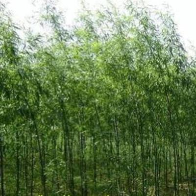 15公分白蠟樹苗-白蠟樹苗-浩威苗木