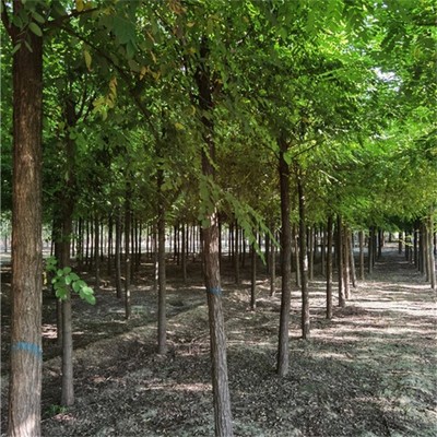 綠化工程_刺槐價格表_刺槐那有_公平合理