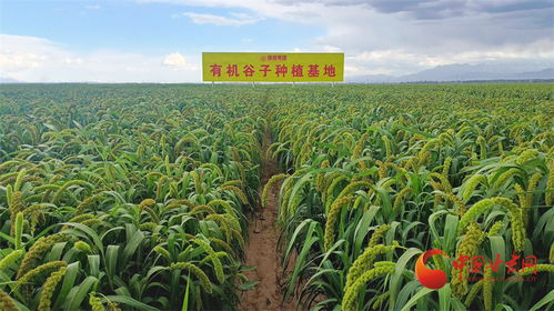 甘肅濱河集團 藏在4a景區的美酒城