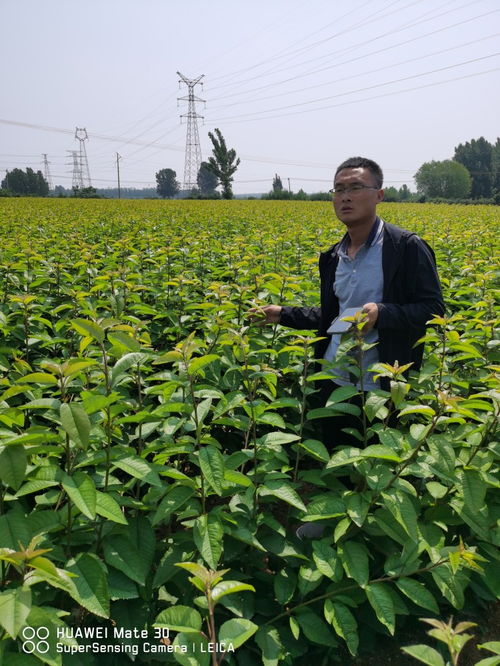 南方種植大櫻桃樹苗品種如何選擇 羅亞理櫻桃苗細價格