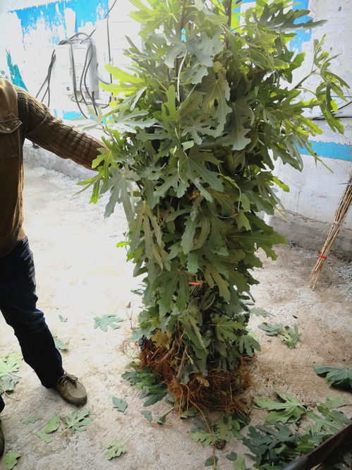 丘陵種植的威海青皮無花果苗基地直銷,威海青皮無花果苗春季批發價格