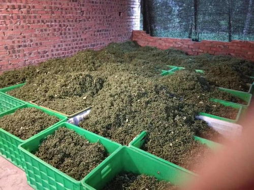 綿陽市鹽亭縣椒香園花椒種植專業合作社 戰高溫 搶抓花椒采摘