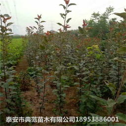 愛宕梨樹苗畝產多少斤 愛宕梨苗 新聞