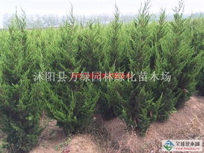 大龍柏供應 一家專門做苗木供應的公司沭陽縣萬綠園林綠化苗木場商鋪