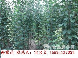 河北海棠樹價格 型號 圖片