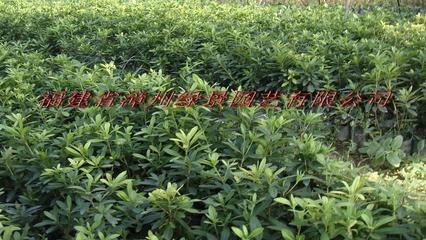 漳浦縣馬口綠景園藝場-全球花木網加盟會員苗木種植,銷售