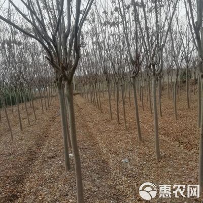 黃山欒樹 供應 欒樹 綠化喬木欒樹價格 黃山欒