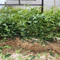 雅安市名山區超眾苗木種植農民專業合作社