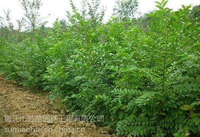 【綠化樹苗 櫸樹 櫸樹苗批發 櫸樹種植圖片】綠化樹苗 櫸樹 櫸樹苗批發 櫸樹種植圖片大全