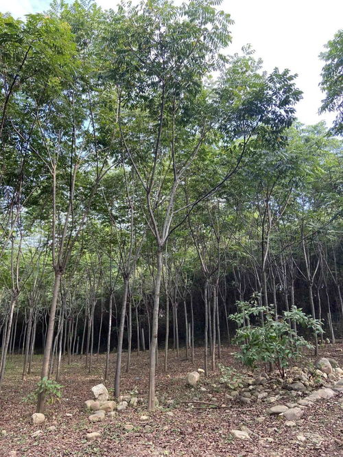 苗多多實地認證 澧縣鴻雙苗圃