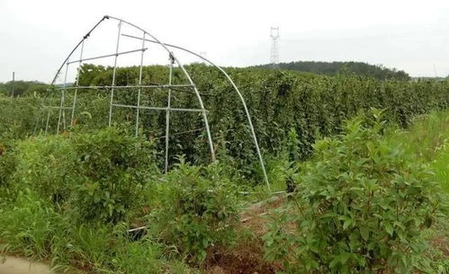 一個鄉村女孩的 蝶變 她讓荒地煥發新生機