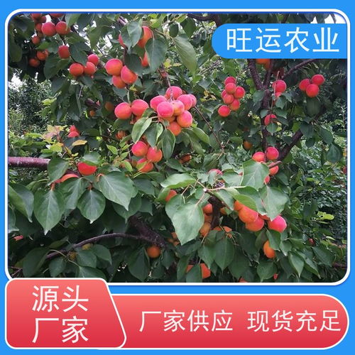 無病無菌珠寶藍莓苗苗 德雷珀藍莓樹苗新型種植