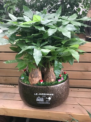 深圳屋頂綠化
