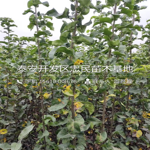 【嫁接蘇脆一號梨樹苗、蘇脆一號梨樹苗什么價格】- 