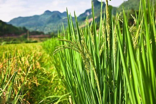 高產優質水稻種植技術,掌握以下技巧,提高種植效益實現增產目的