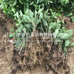 山東斯坦勒櫻桃苗價格是多少