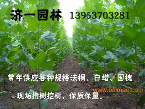 江蘇宿遷5公分速生法桐2014年價格,江蘇宿遷5公分速生法桐2014年價格生產(chǎn)廠家,江蘇宿遷5公分速生法桐2014年價格價格