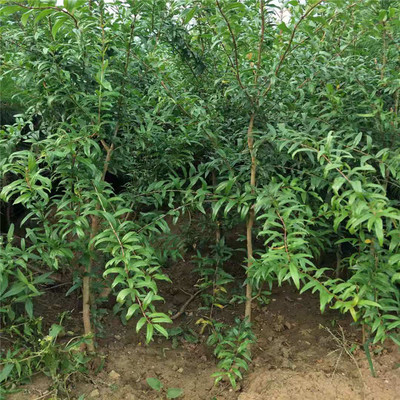 良友苗木 紅巨蜜石榴苗 紅籽石榴苗 突尼斯軟籽石榴苗 贈送種植技術圖片_高清圖_細節(jié)圖-泰安開發(fā)區(qū)良友園藝場